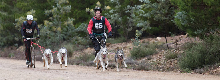 Sled Racing